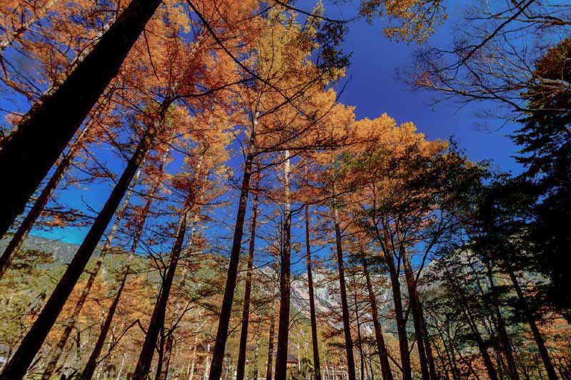 2019上高地の紅葉情報のイメージ画像