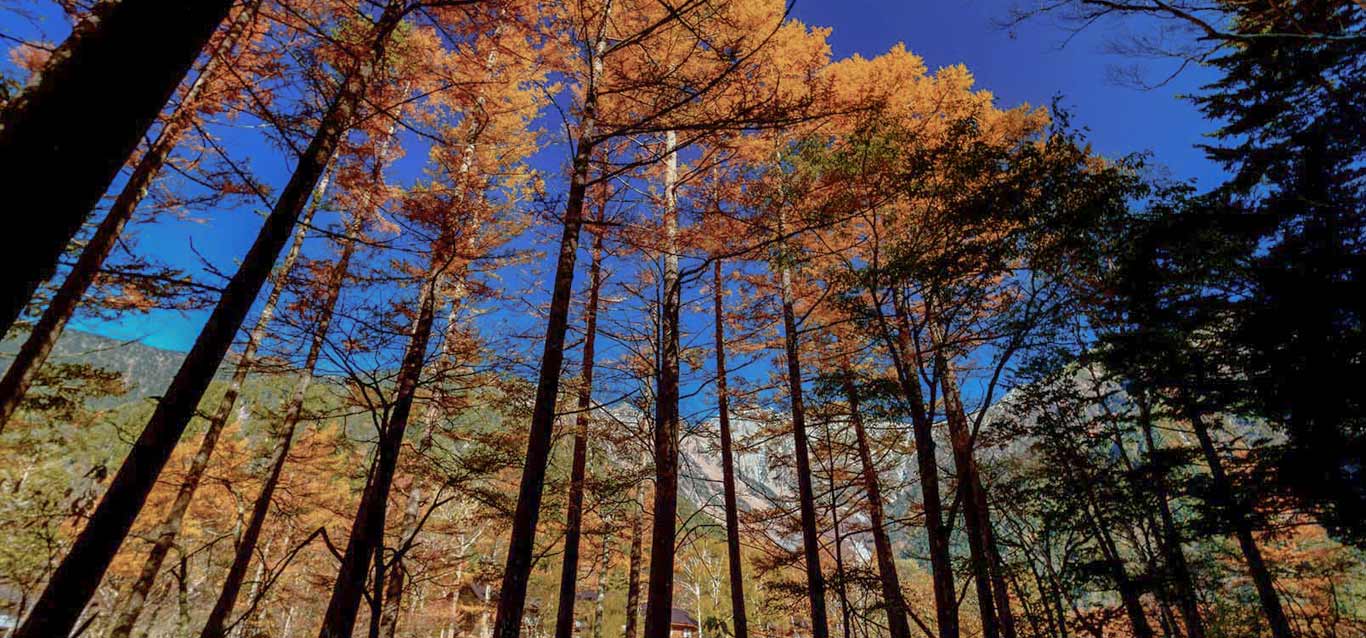 2019上高地の紅葉情報のイメージ