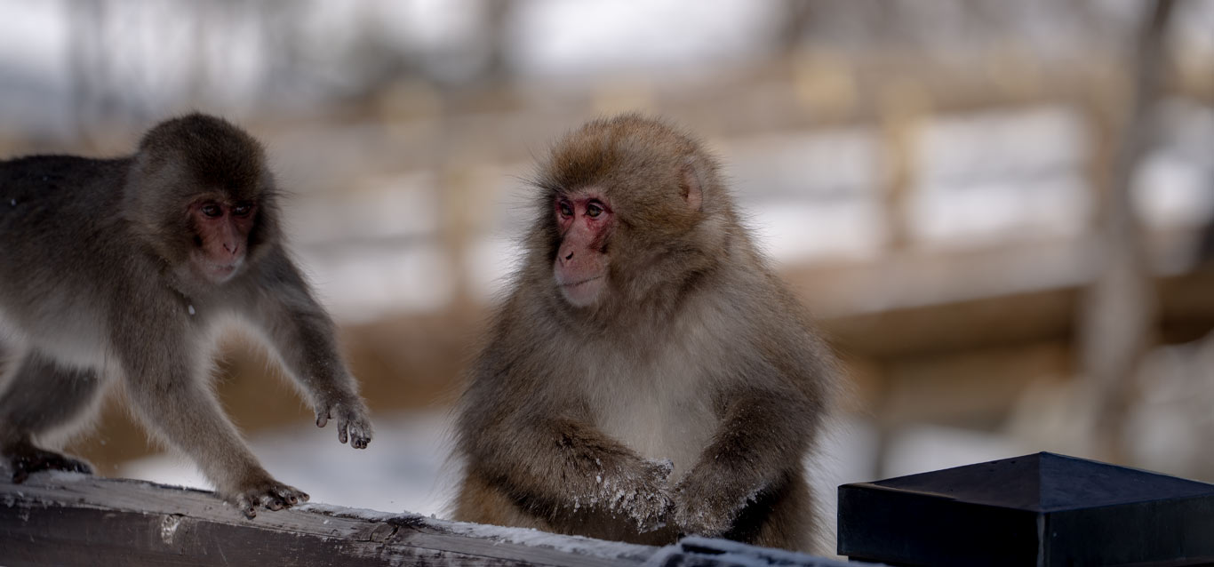 上高地で出会える動物たちのイメージ