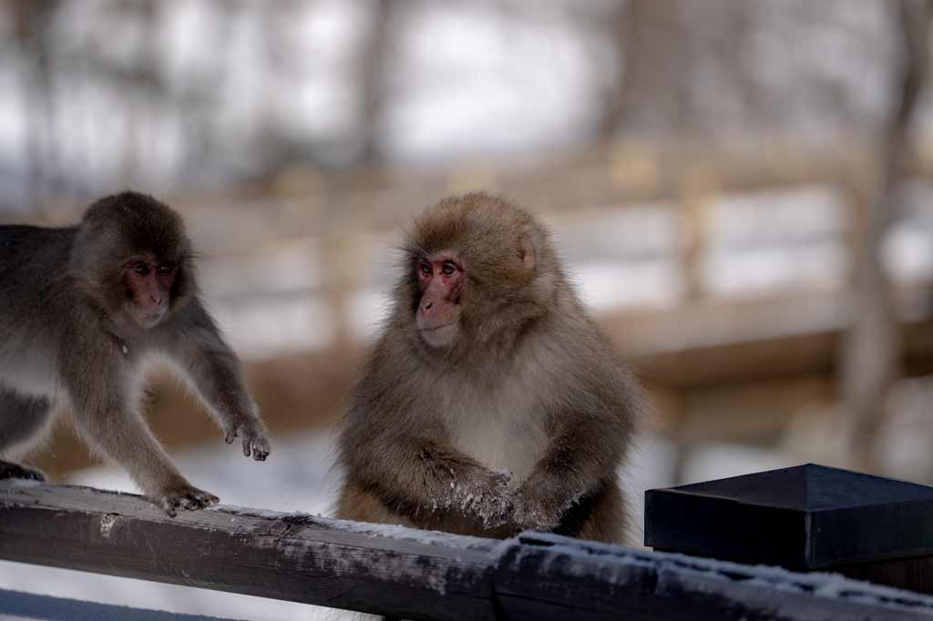 上高地で出会える動物たちのページ