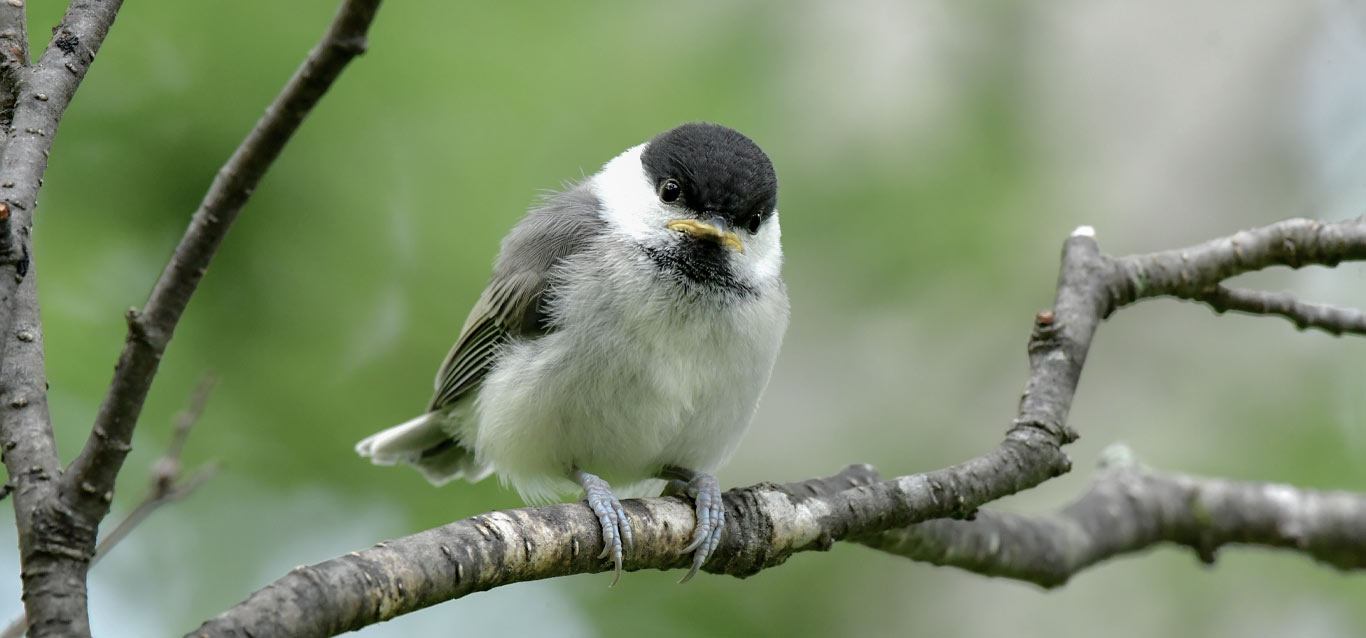 上高地に生息する鳥たちのイメージ