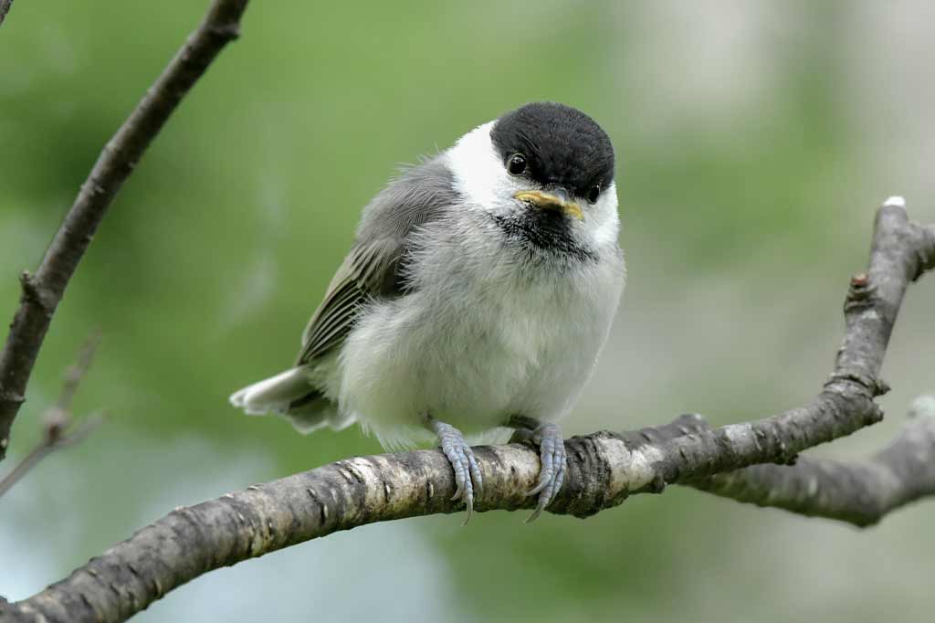 上高地に生息する鳥たちのページ