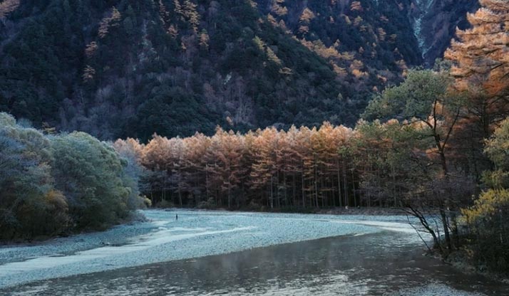 朝日に染まる上高地のカラマツの画像