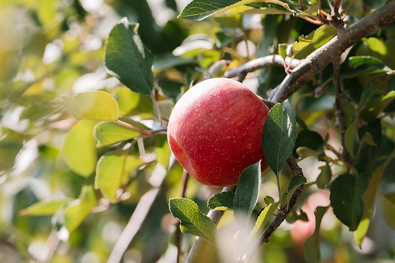 信州松本の自然が育んだ新鮮なフルーツのイメージ画像